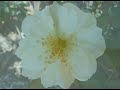 bachata rosa    damian russo