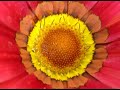 bachata rosa    damian russo