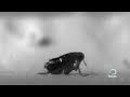 Flea Jump Mystery Solved