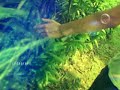 Sodagreen Sodagreen