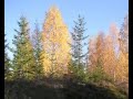 Autumn by Little Leaf Sea, N.Sweden
