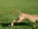 Pita corre corre