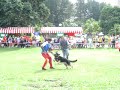 Smart Trained Dog