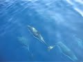 Delfines en el Atl�ntico