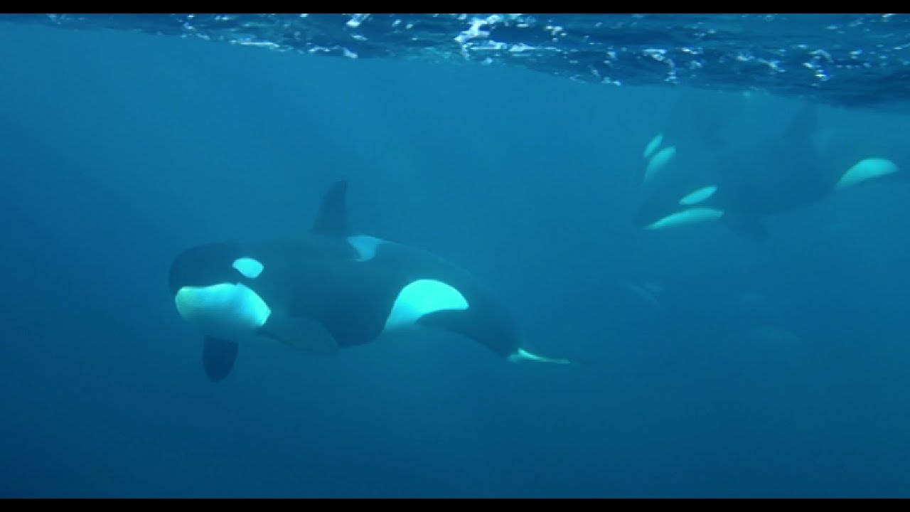 Diving with Killer Whales. Orca diving in Norway Big Fish Expeditions