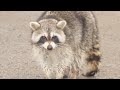 Mouse Control Los Angeles | ...