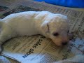 Bichon Puppies 5 Bichon Puppies 5
