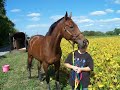 i-love-my-horse-tribute-to-dini.html