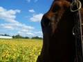 I love my horse. Tribute to Dini