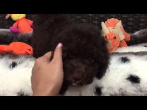 Hersheys chocolate, Cockapoo puppy