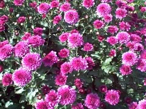 how to fertilize mums in pots