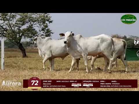 4� De Olho na Fazenda - NELORE AURORA participa��o Chico Paulic�ia