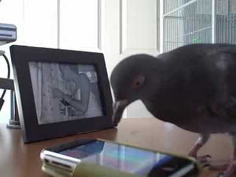 Imagem de Amostra do You Tube