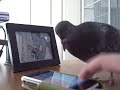 Pigeons suck at video games. Pigeons suck at video games.