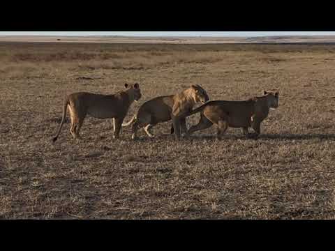 Young lions playing at the well known Musiara Marsh, Maasai Mara