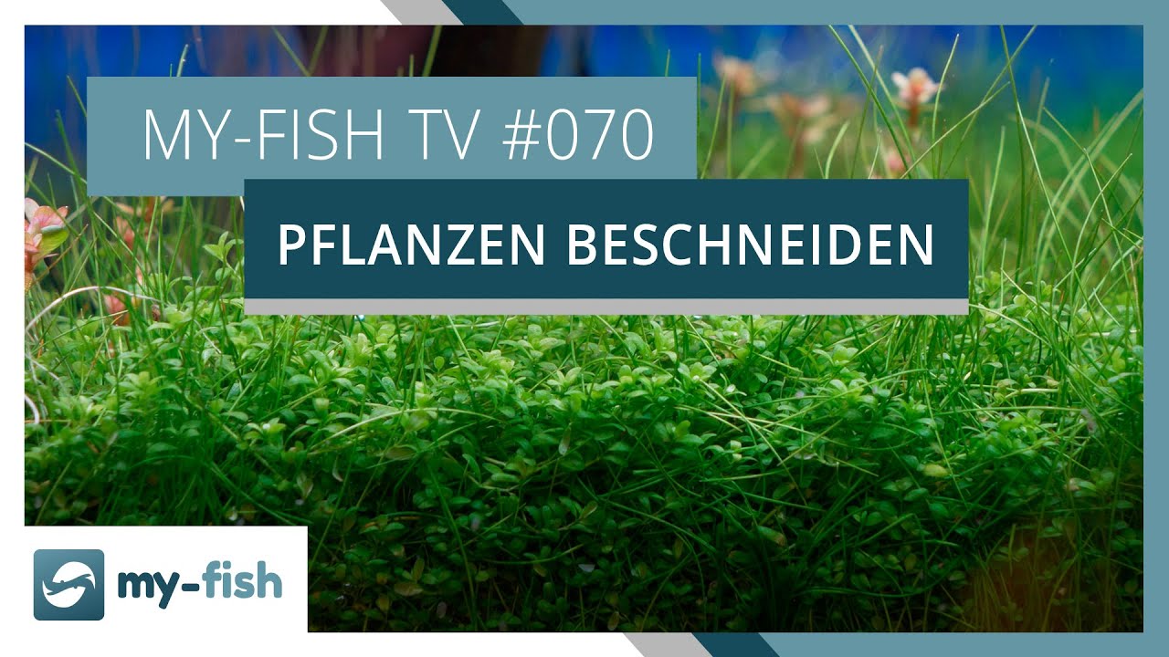 Aquarienpflanzen richtig schneiden | my-fish TV #070