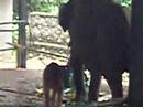 Elephant mother and 2 day old baby