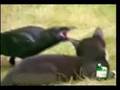 Kitten and Crow Couple