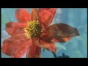 Ambiance-Jardin Gästezimmer im Elsass Chambres d'hôtes en Alsace