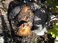 Chickens Taking Dust Baths
