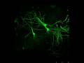 videos de Mouse Brain Sections - 276 Micron - 3 D