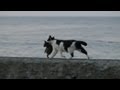 海辺を歩くネコの親子 Family cat walking on the seaside (HD)