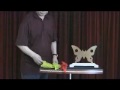 MC Butterfly by Mikame - www.MJMMagic.com