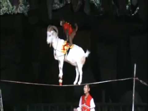 Monkey on A Goat on a Tightrope