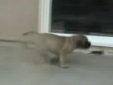 GOLDLEAF MASTIFFS - Carson & Dreamer Puppies