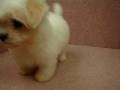 videos de 10/16瑪爾濟斯 Maltese -公幼犬-日新犬舍