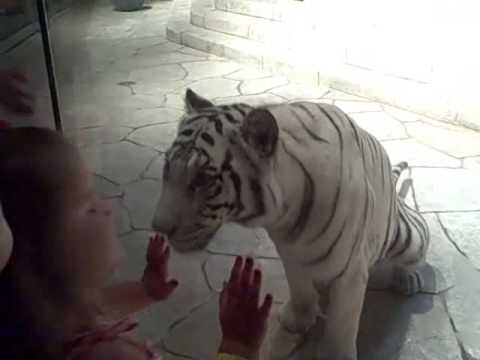 how to train tigers