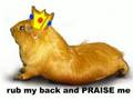 The Guinea pig song