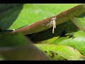 Click here to watch this video Emergence