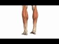 The Best 10 Muscles In Back Of Legs
