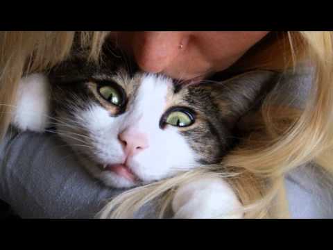 Поговорим о кошках36