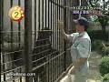 oso sufriendo oso sufriendo