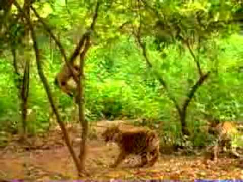 Majom és a tigris