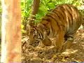 Affe verarscht Tiger Affe verarscht Tiger