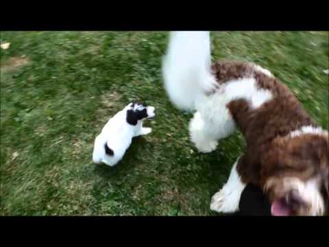 Paris, medium size, multi gen labradoodle