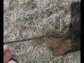 rottweiler tracking Free