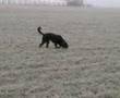 Rottweiler video