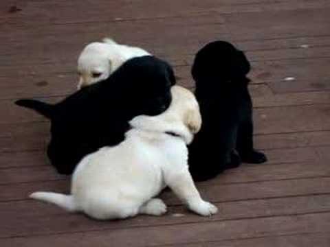 pups - Labrador puppies playing on the deck for the first time at 3 weeks of age.
