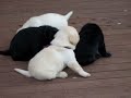 pups playing on deck