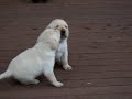 pups playing on deck