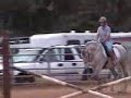 Nico 8 Year Old Holsteiner/ American Warmblood Gelding Nico 8 Year Old Holsteiner/ American Warmblood Gelding