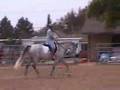 Nico 8 Year Old Holsteiner/ American Warmblood Gelding