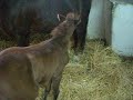 Dora the pony and her foal Doba Dora the pony and her foal Doba