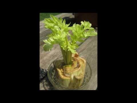 how to replant celery