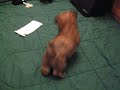 Teacup Morkies - www.yorkiecuties.com - video #5