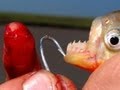 piranha ATTAKCS  ataque de pirañas